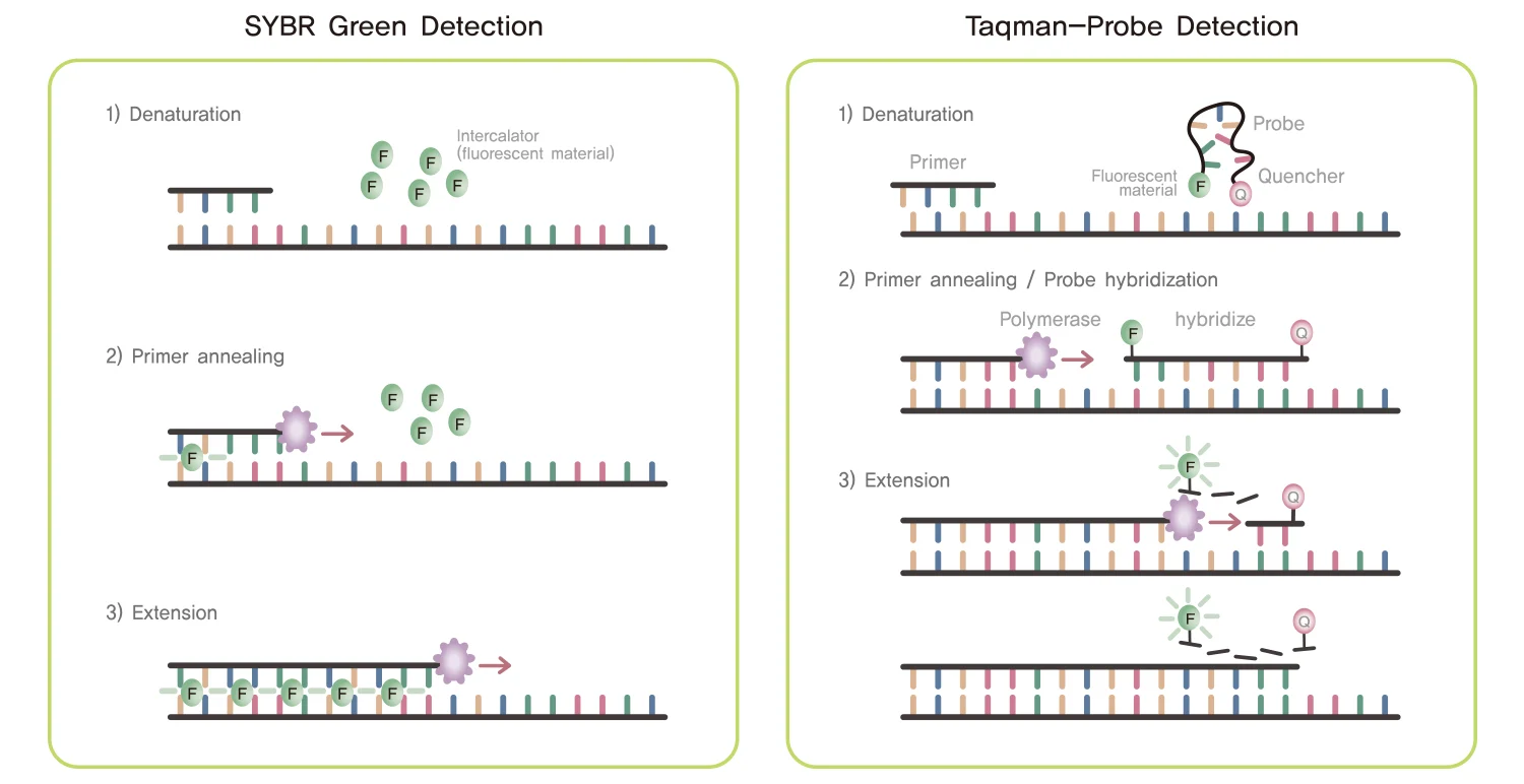 Fluorescence Markers Used In Real Time PCR